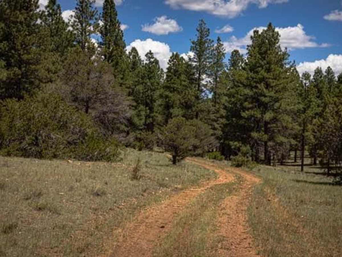 Pine Creek photo 2