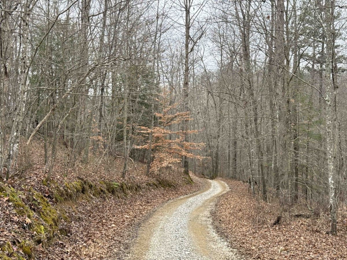 Lawrence Phillips Road to Carpenter Ridge (FSR 453) photo 4