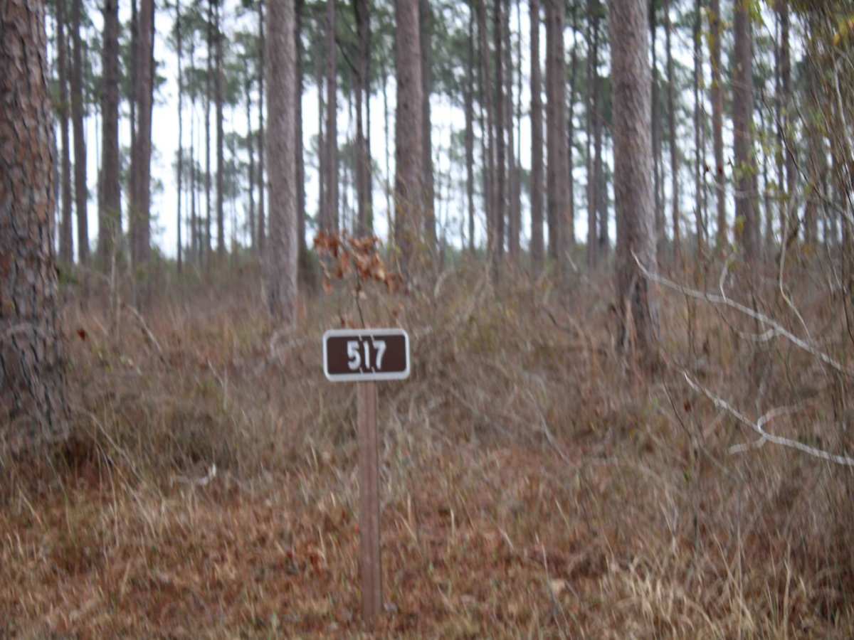 Gum Springs Campground photo 2