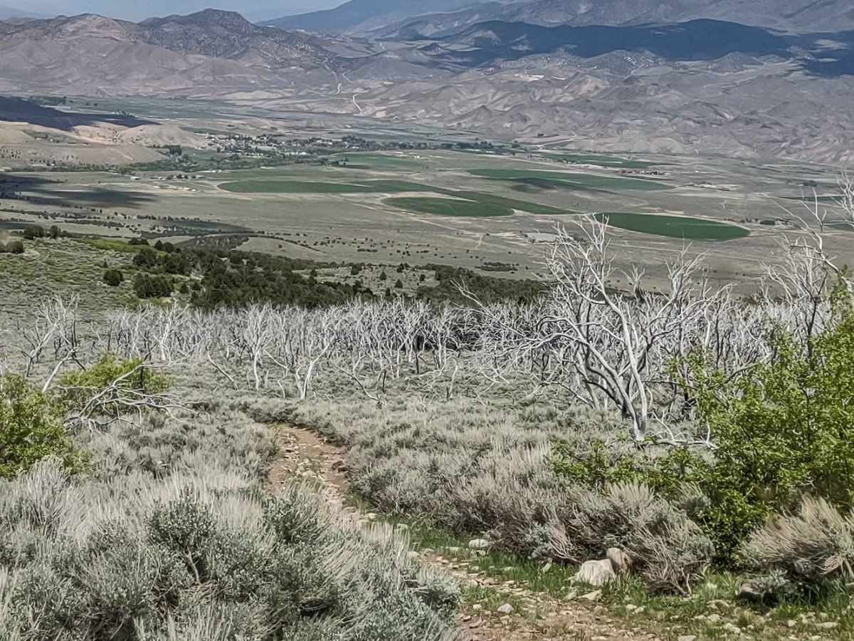 Cottonwood Road - Bullion Canyon Interconnect trail photo