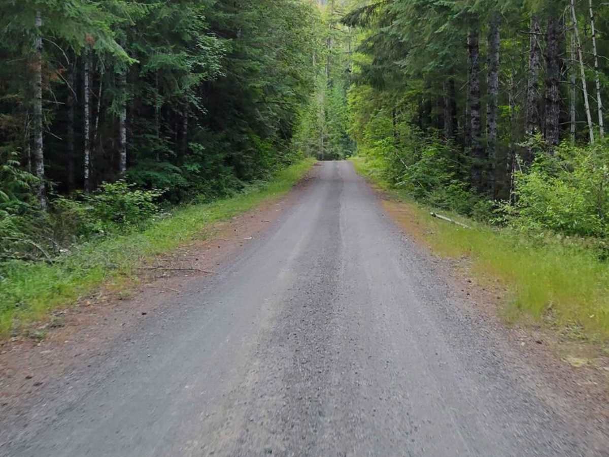 NF 2394 trail photo