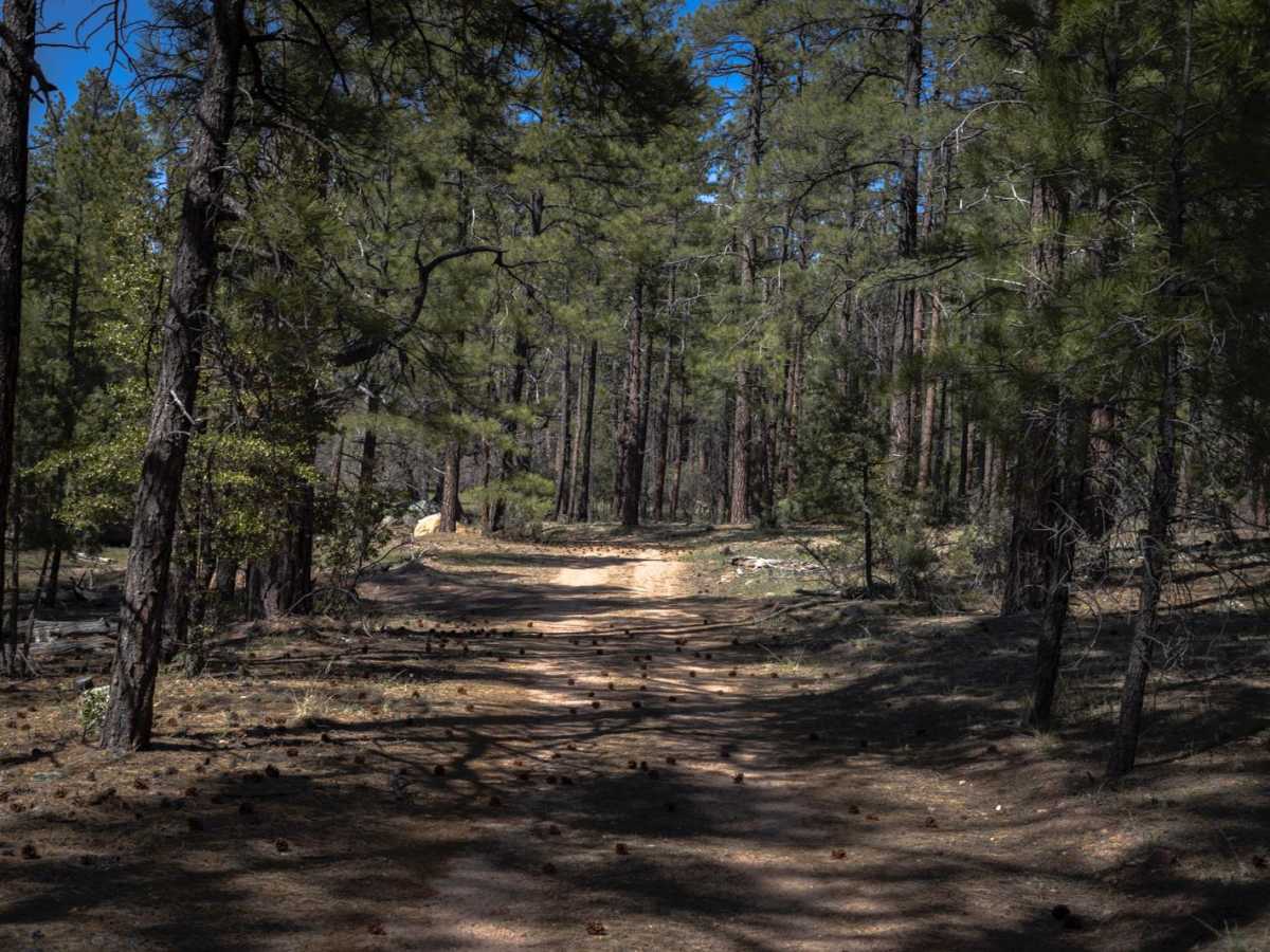 Turkey Run photo 2