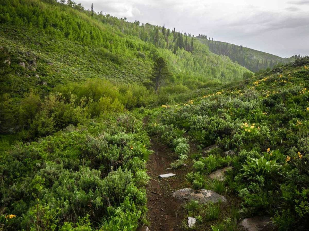 Middle Fork Shoshone Creek Spur photo 5