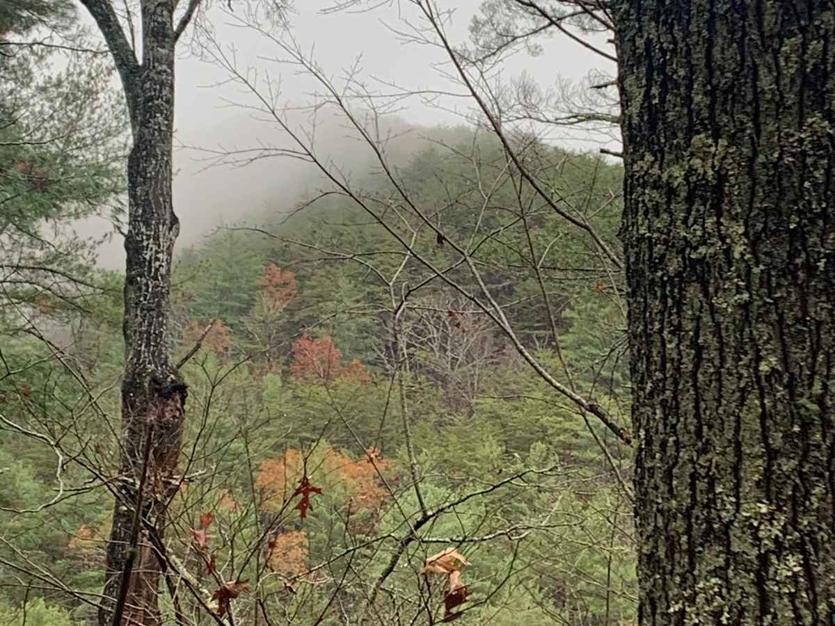 Big Frog - FS 62 trail photo