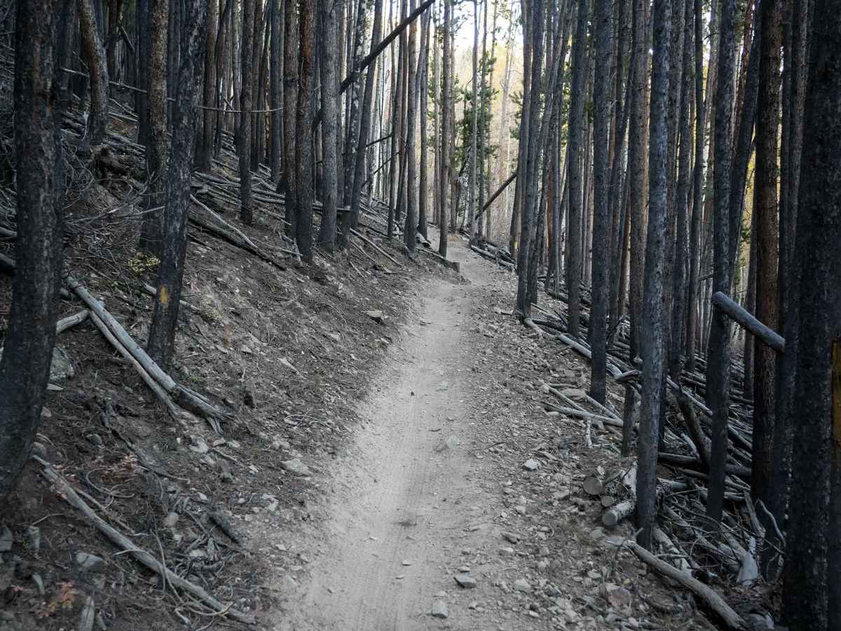 Wide Open photo 5