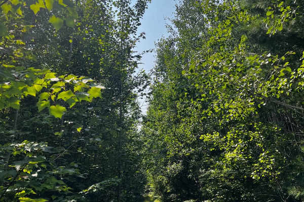 Jungle Trail