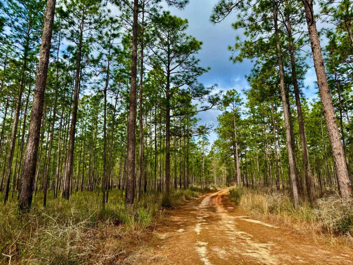 Florida State F61 photo 2