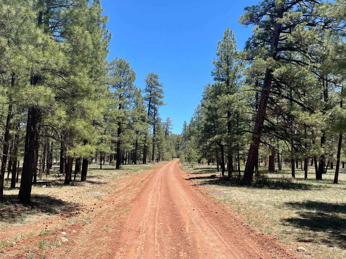 FS 230 trail photo