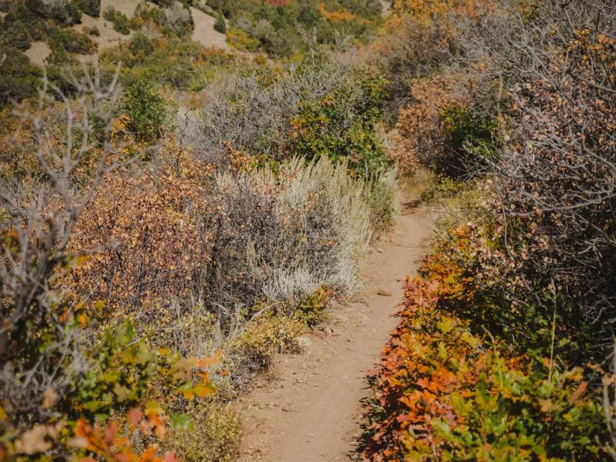 South Porcupine Trail trail photo