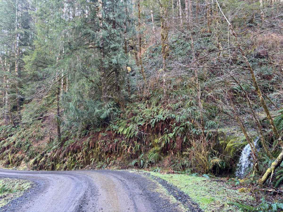 Muesial Creek Road photo 3