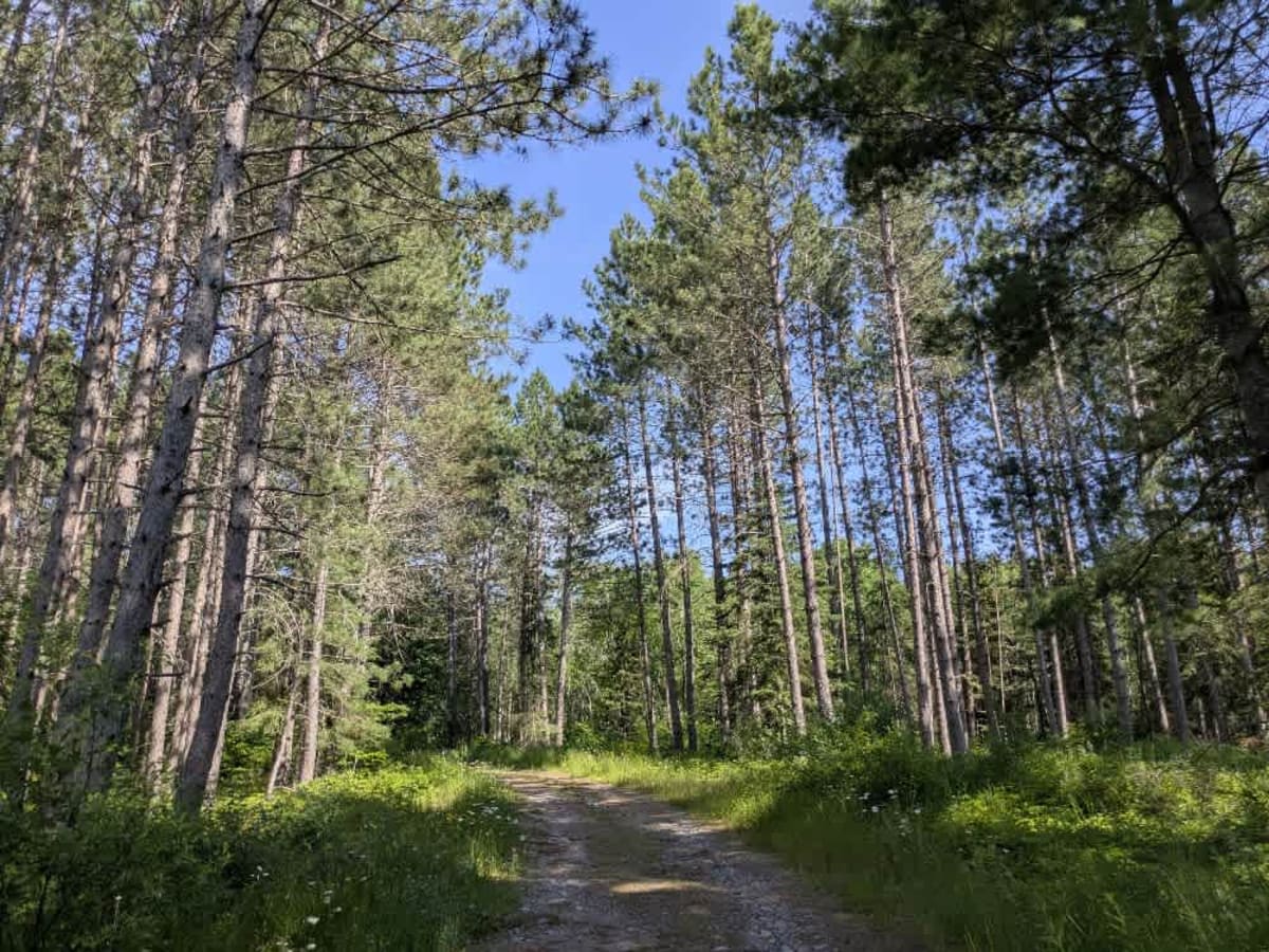 Mooseline Spur K photo 3