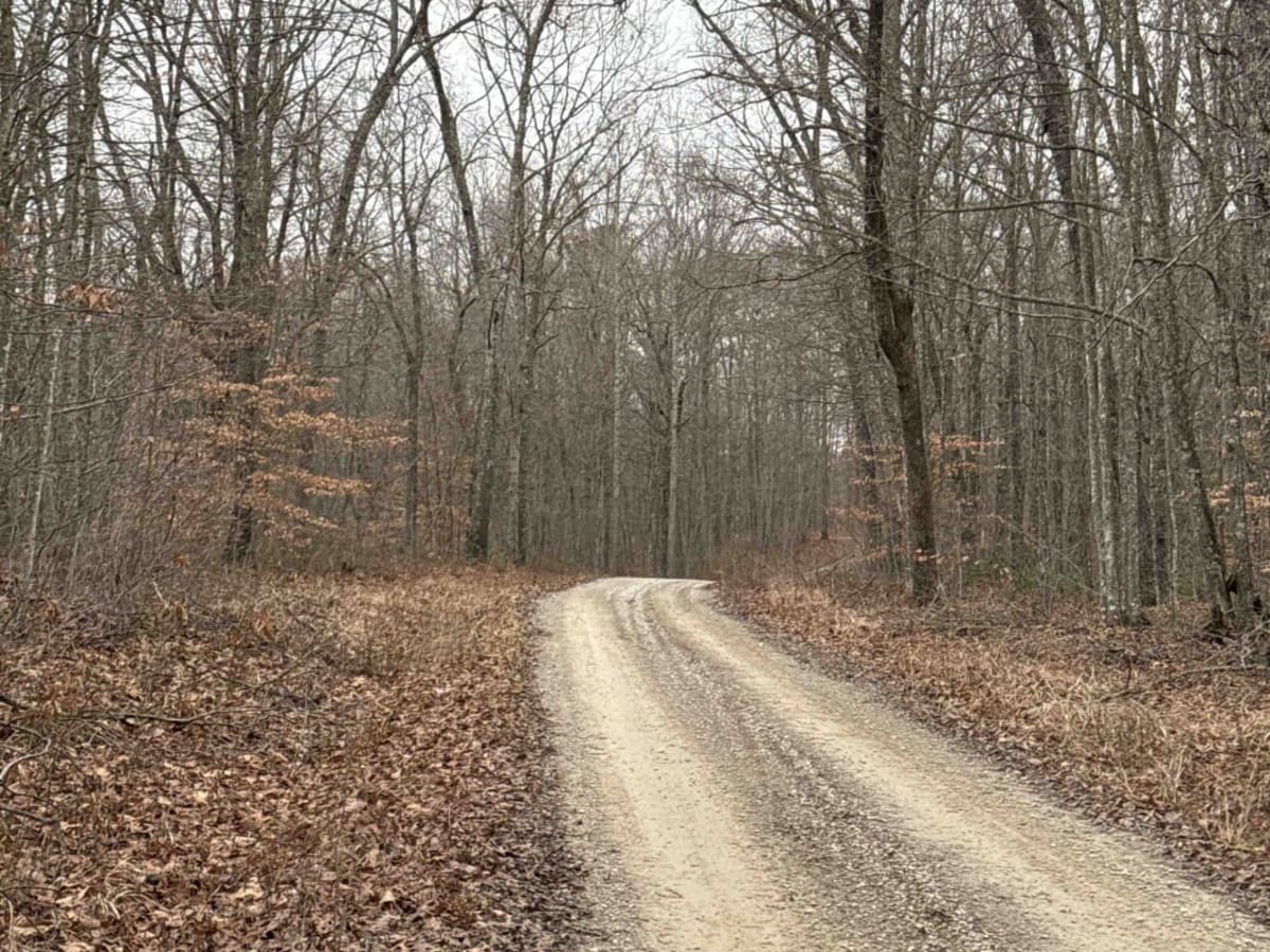 Bear Gap Road (FSR 431) photo 4