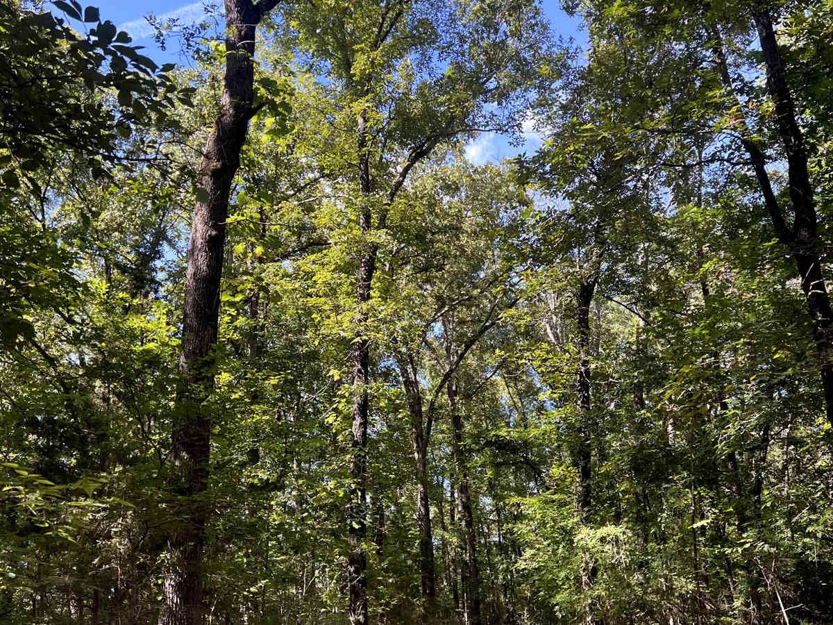 Tylers Bend View trail photo