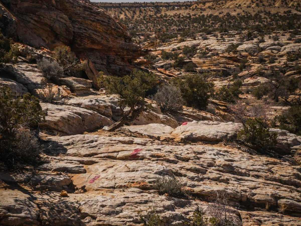 Red Trail photo 2