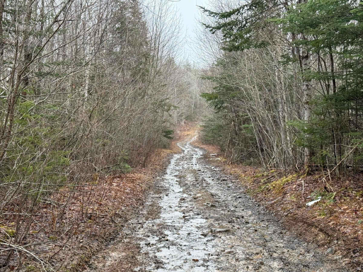Kavanough Road photo 6