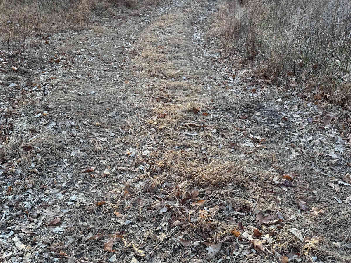 Green 317 trail photo