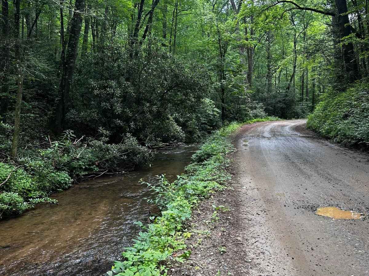 Cooper's Gap trail photo
