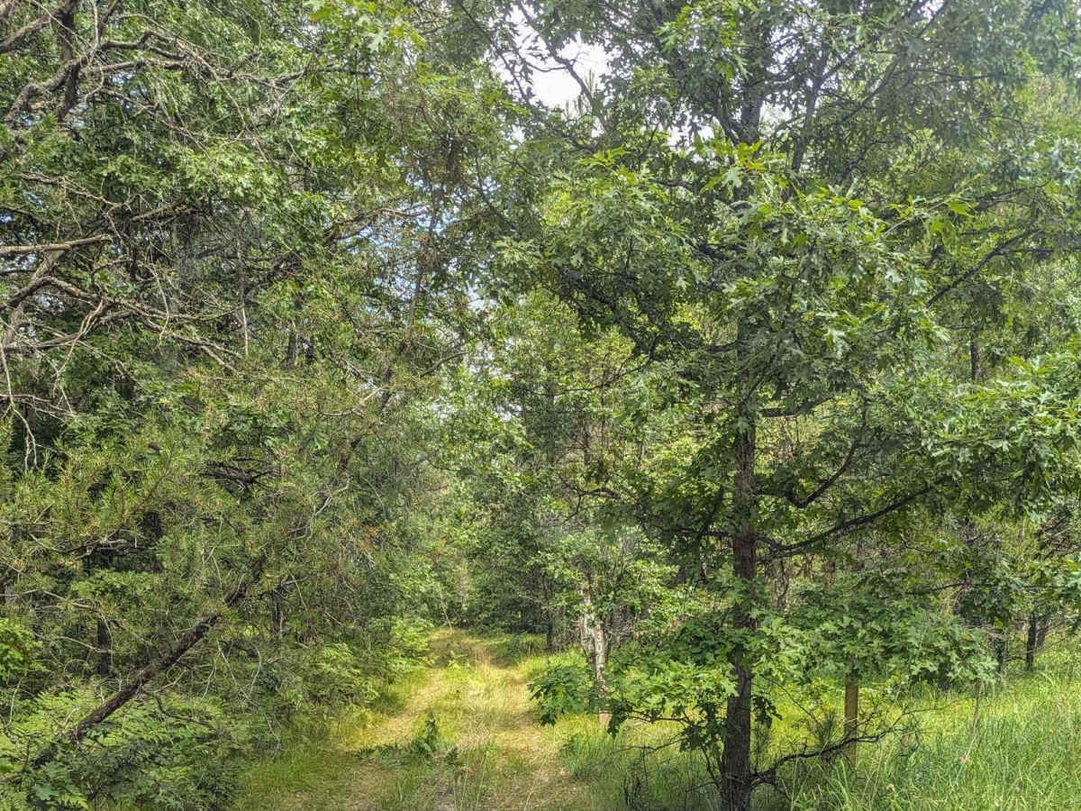 Huron NFS Trail 3079 photo 2