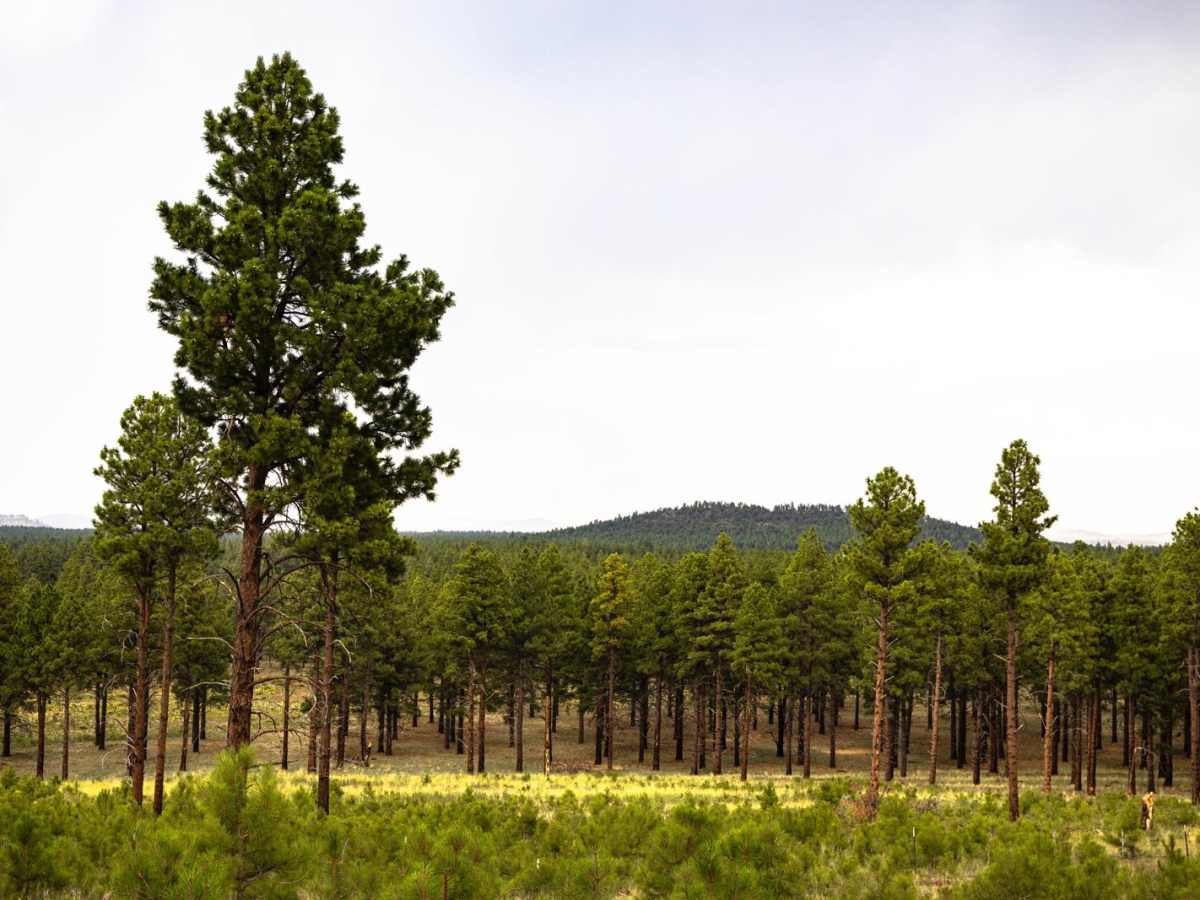 Section 16 Hill photo 6
