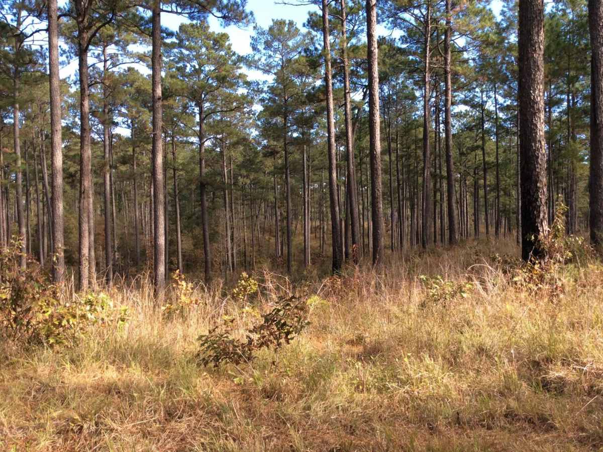 HCNF 103B Cheek Trail photo 4
