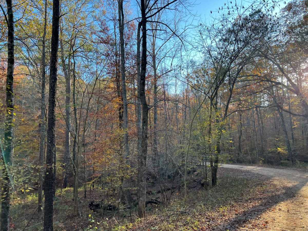 Clifty Fork Road - FS124 photo 3