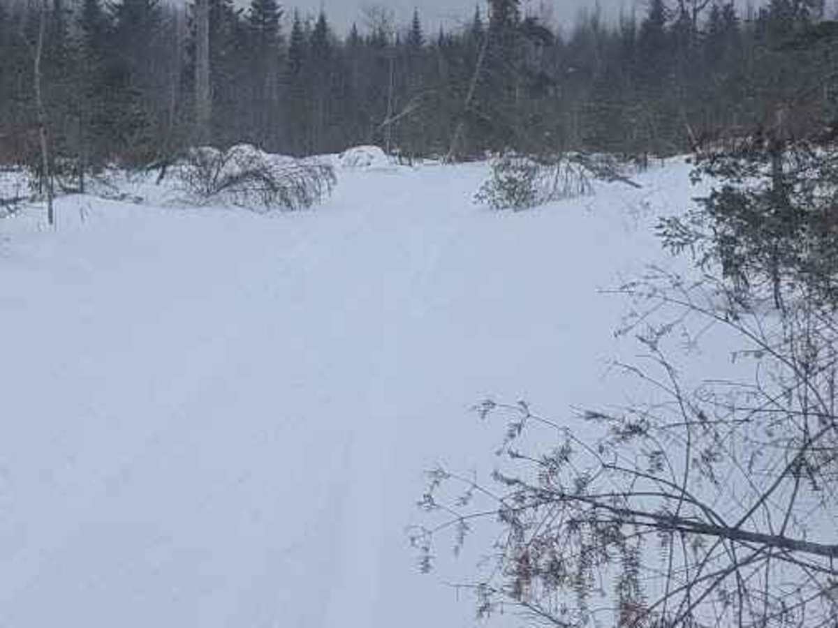 Douglas Clearcut photo 3