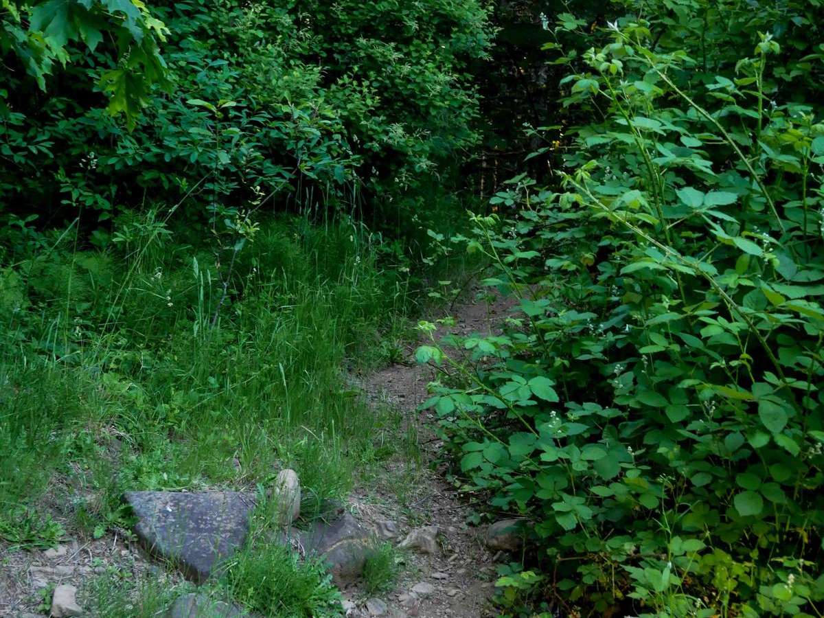 Walt N Gene's #109 trail photo