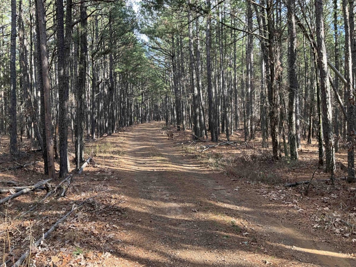 Merie Conser Trail (FS 6061) photo 6