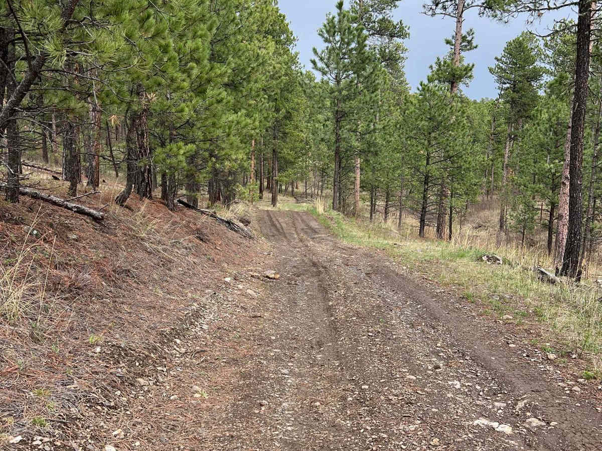 Boodleman Forest Road photo 4