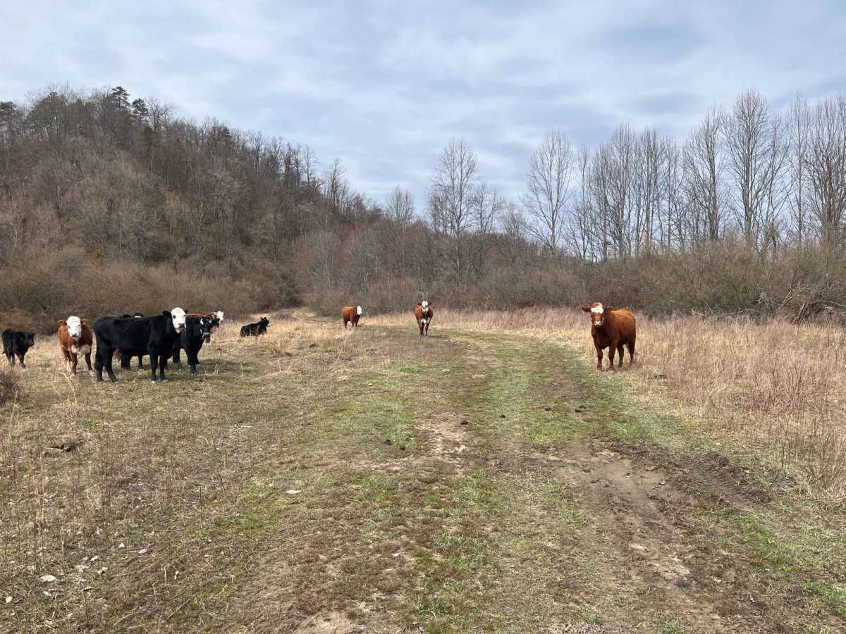 Trail 31 photo 2