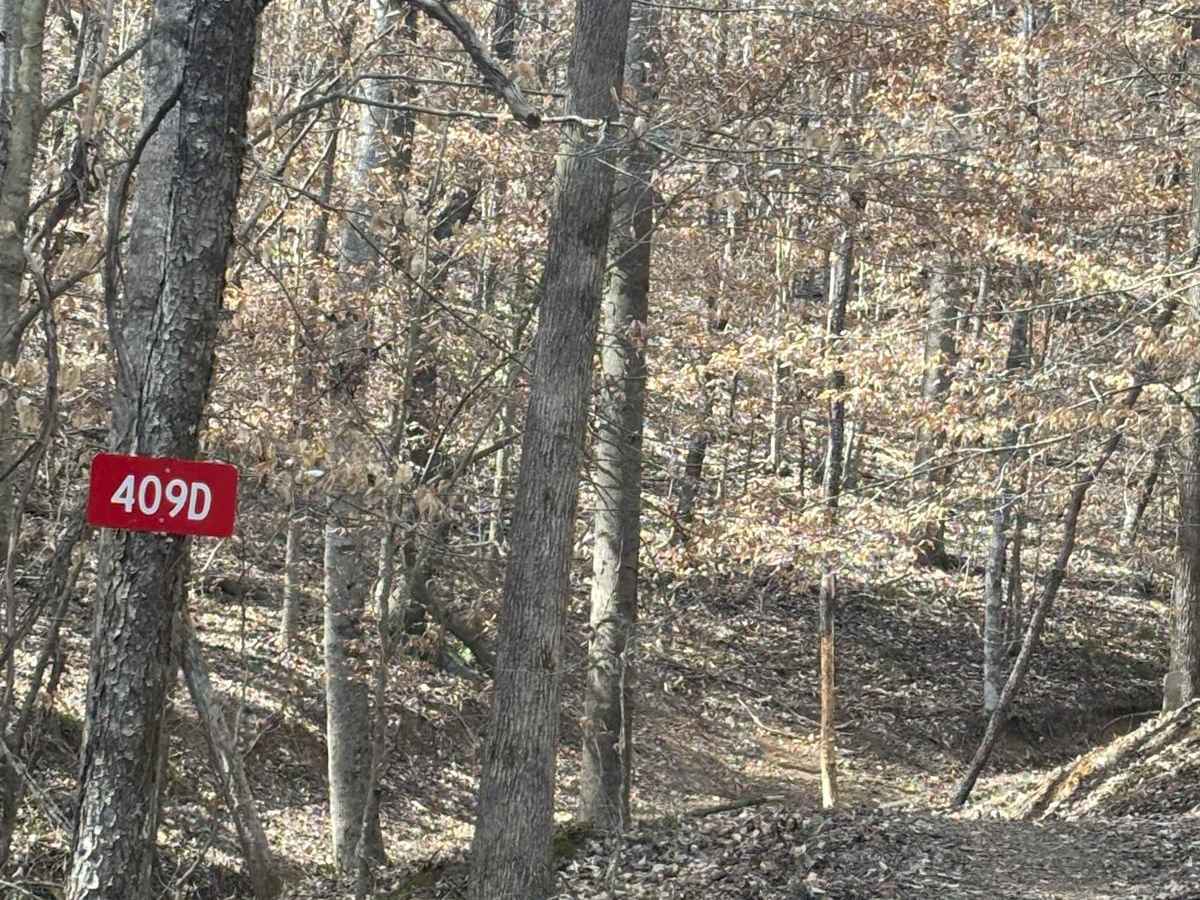 409D trail photo