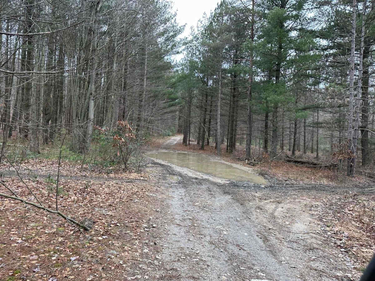 Locust Gap 24 photo 6