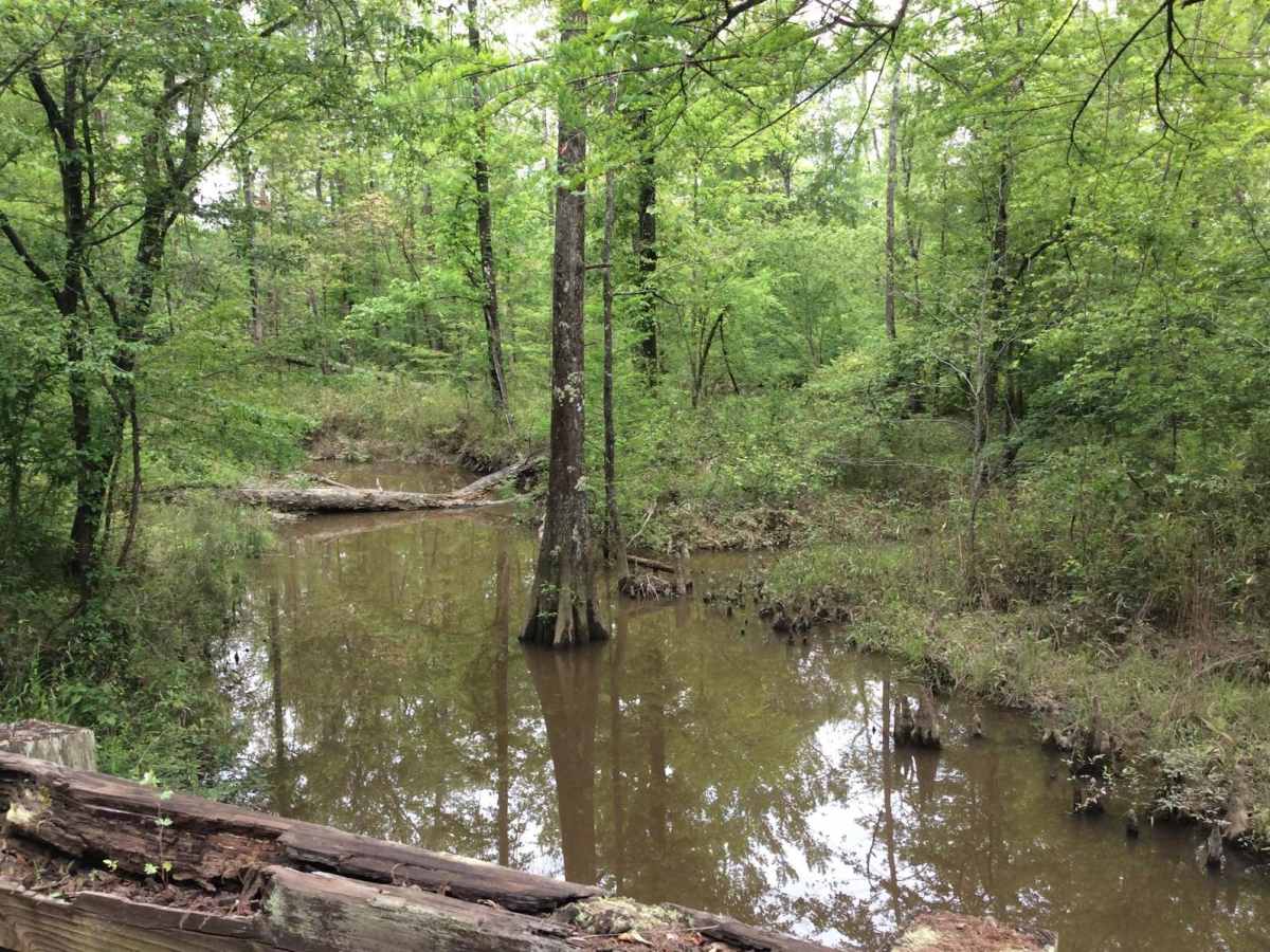 Kistatchie National Forest - Barron and Williams Road photo 5