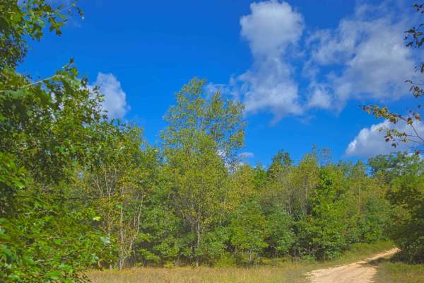 Whisker's Trail