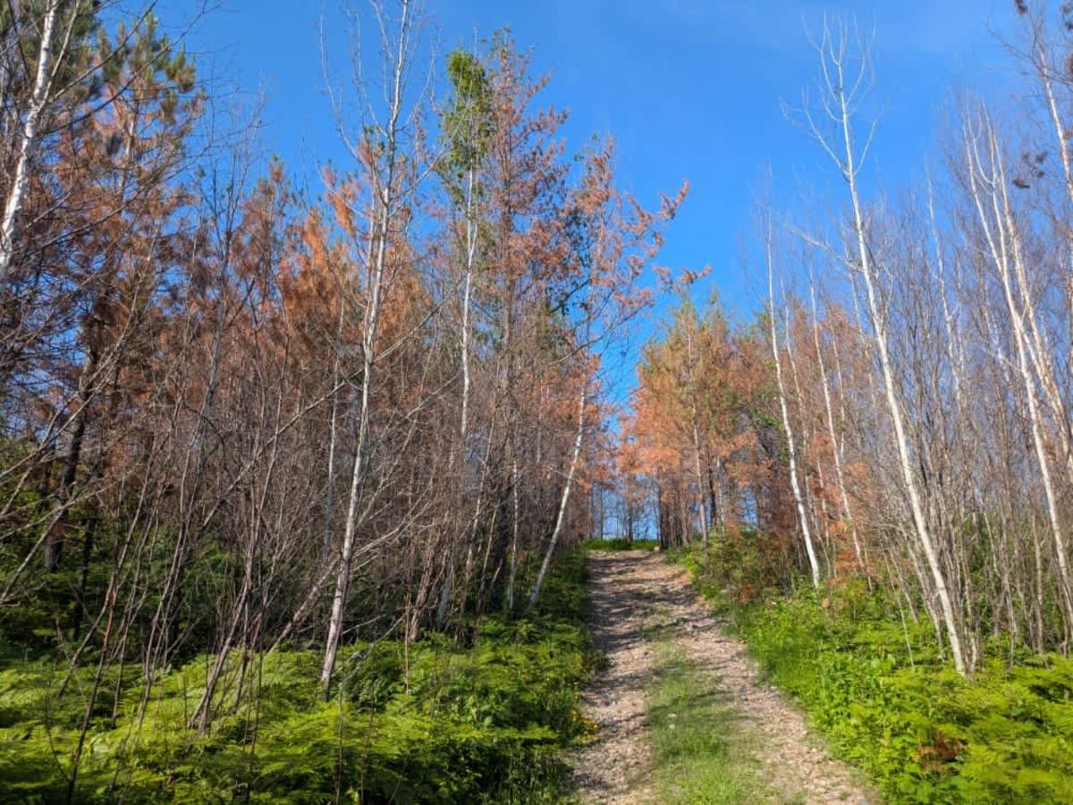 Murphy Lake photo 6
