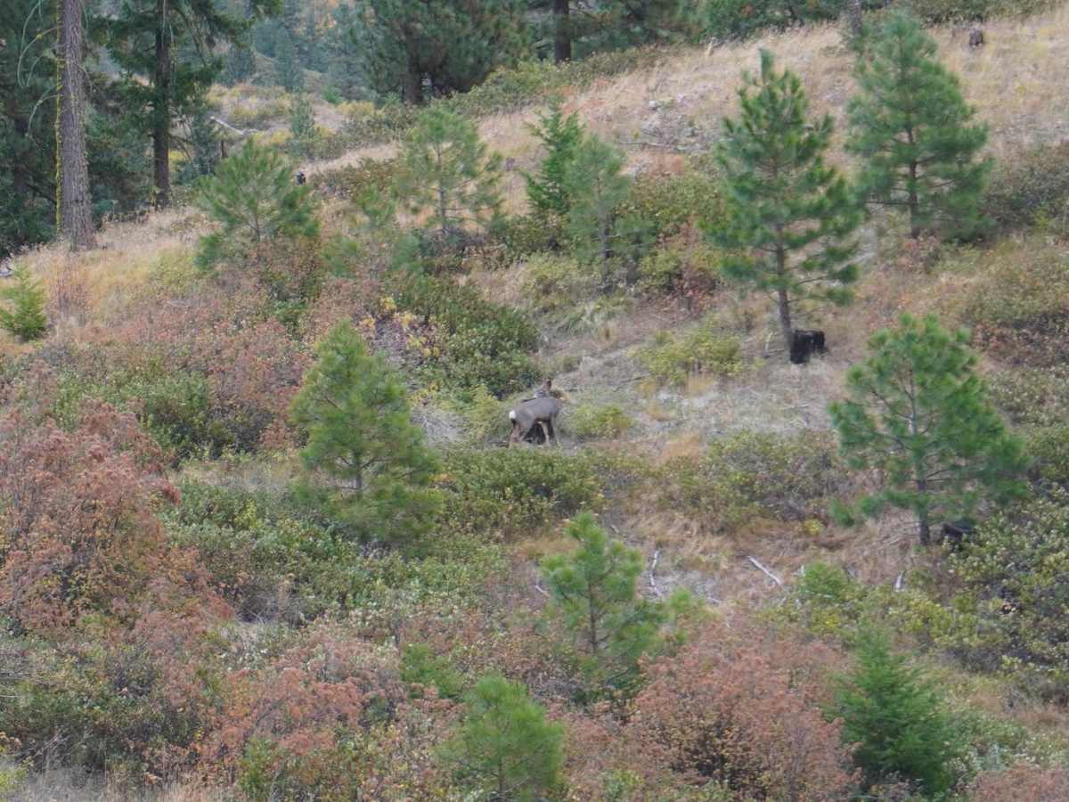Blag Mountain photo 4