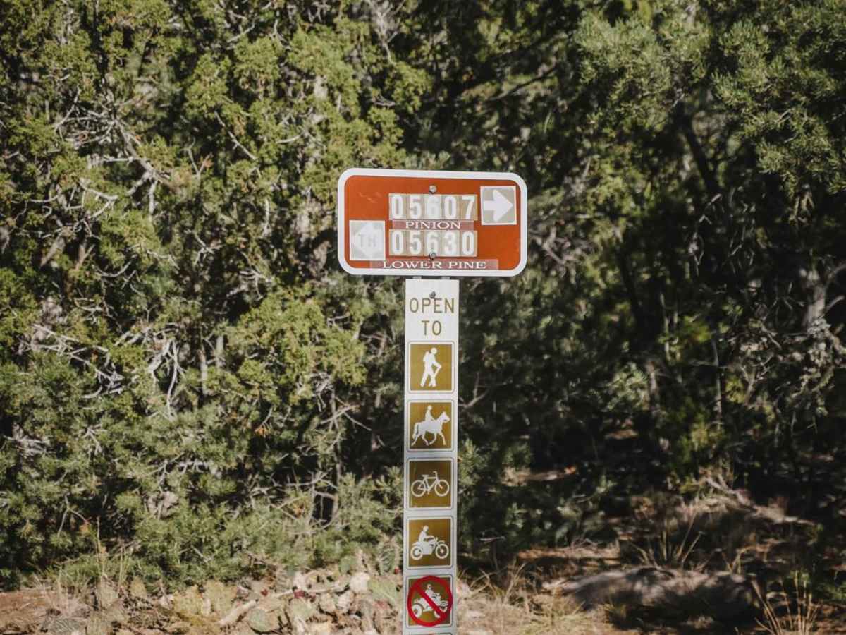 Pinyon photo 4