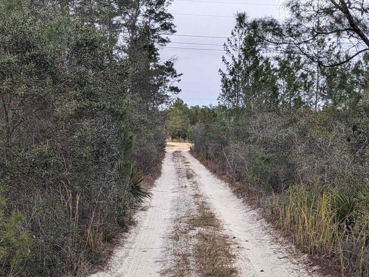 Island Lake Trail photo 6