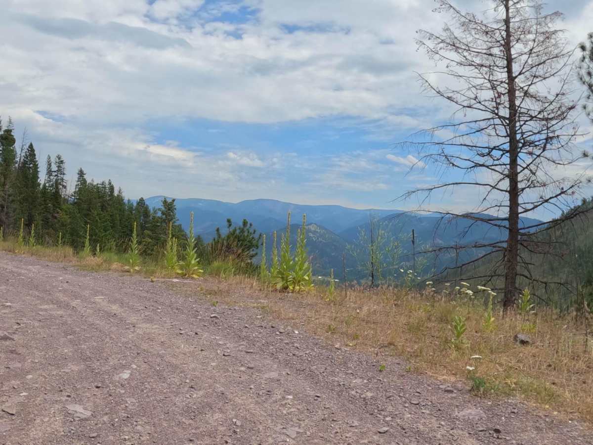 Cougar Creek Loop photo 3