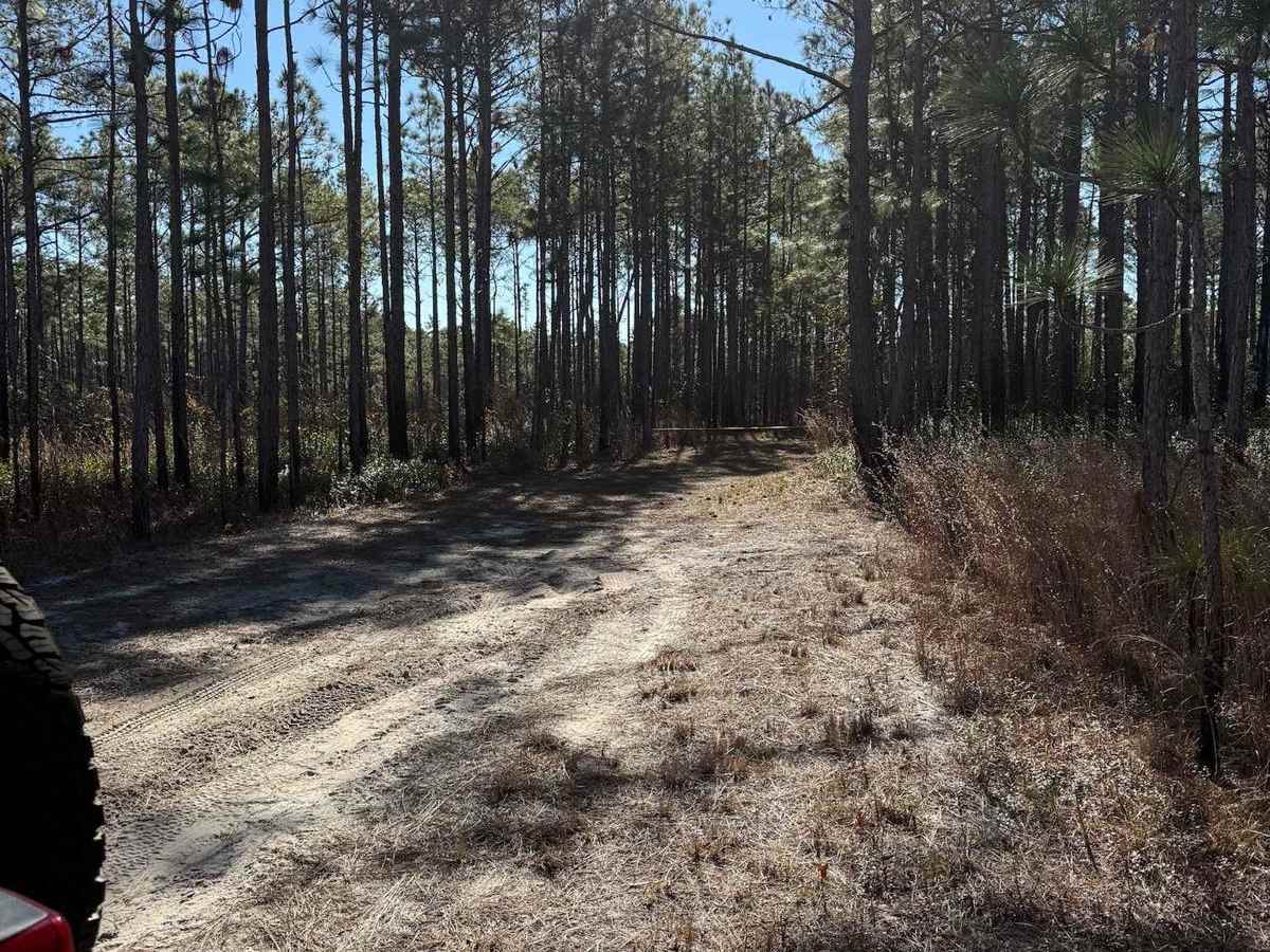 Pettiford Creek Trail 2 trail photo