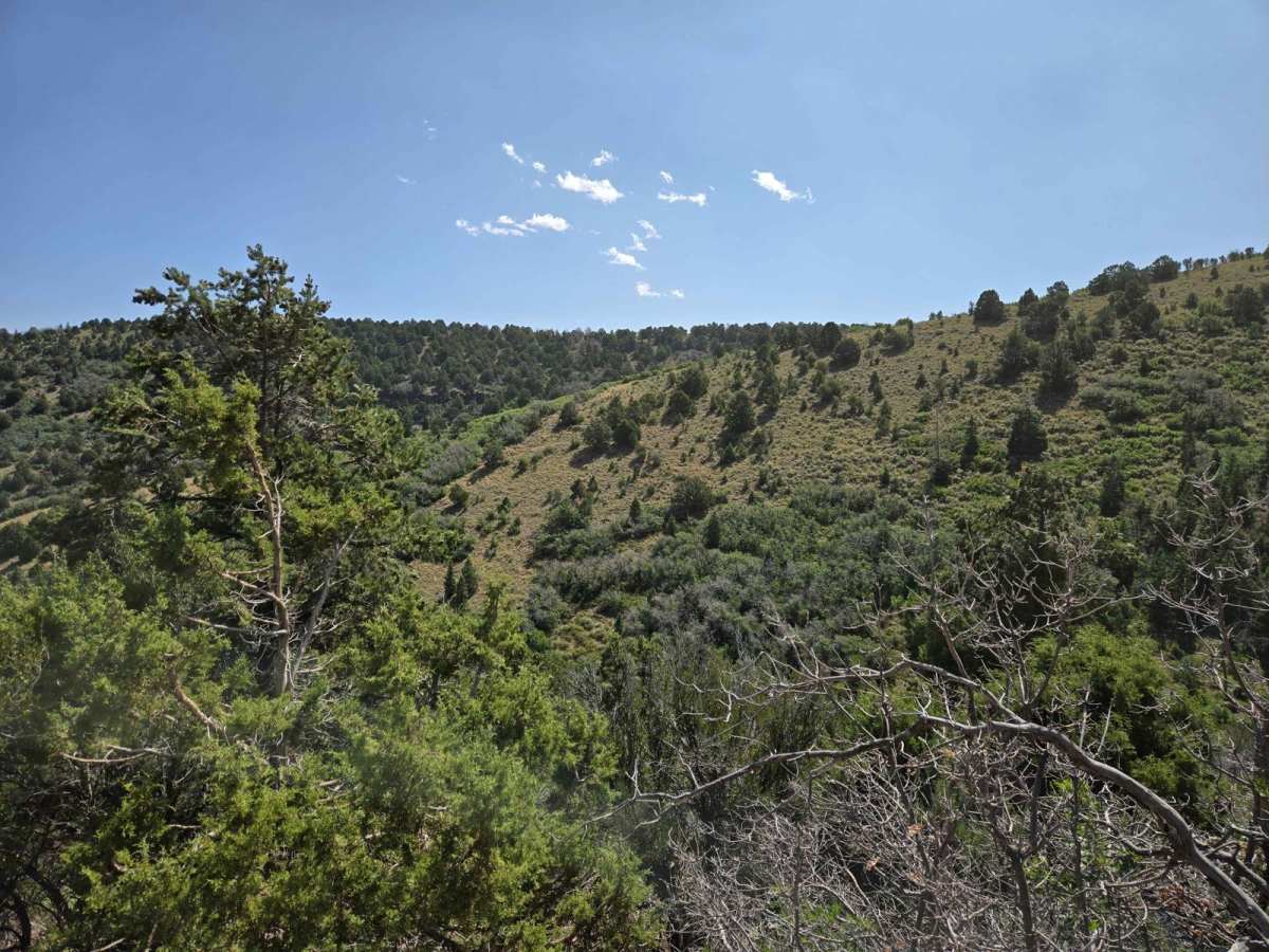 Forest Service 114 photo 4
