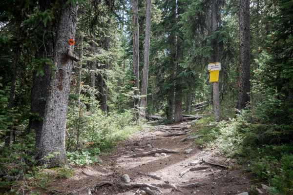 Golden Trout Lakes #83