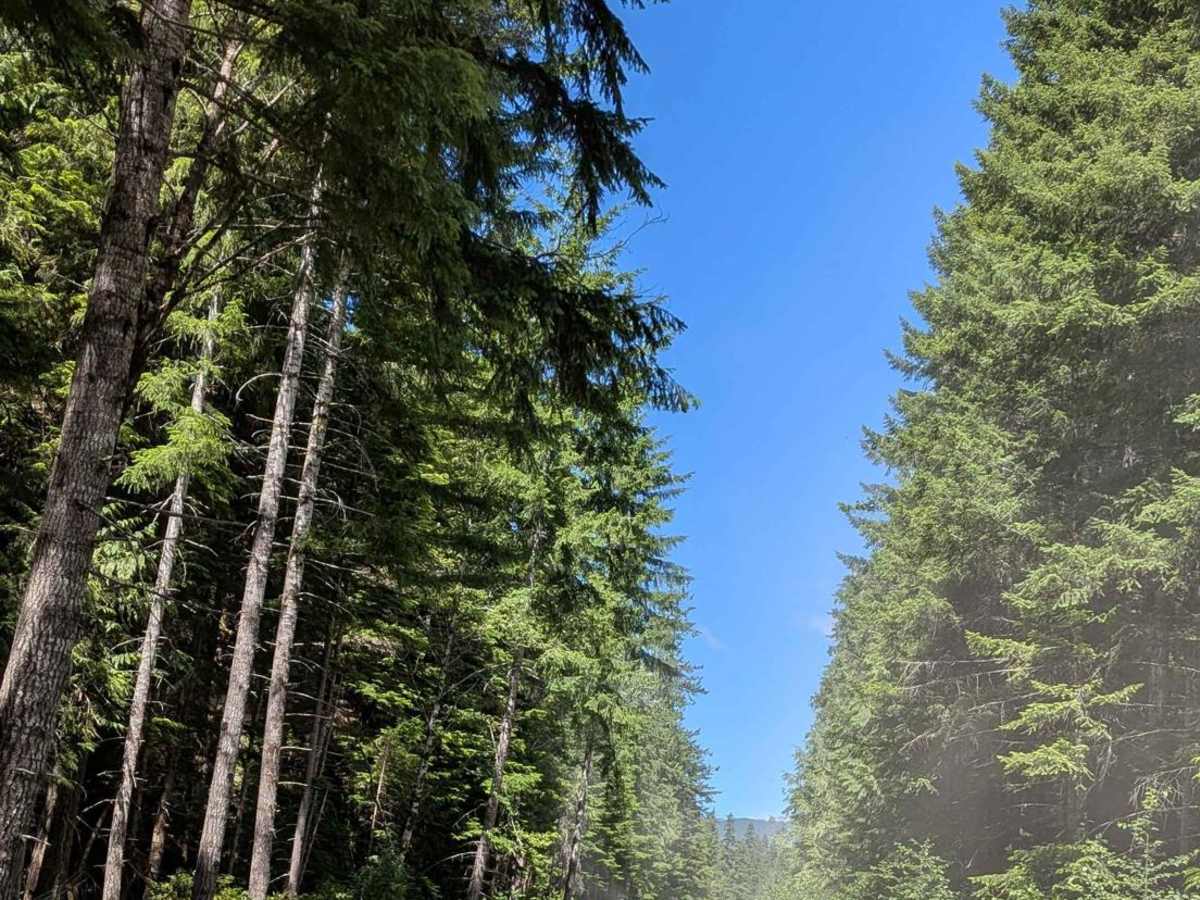 Rona Cutoff Road photo 4