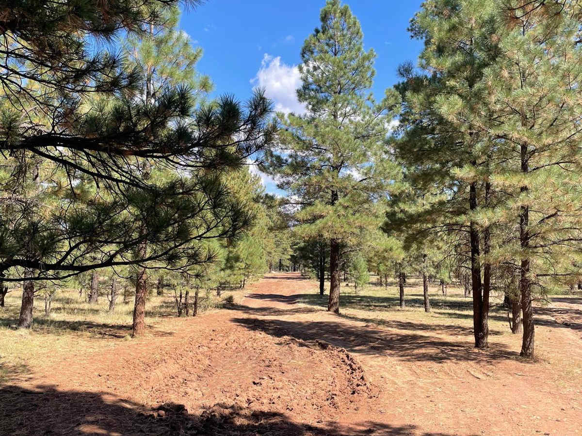 West FS 124 trail photo