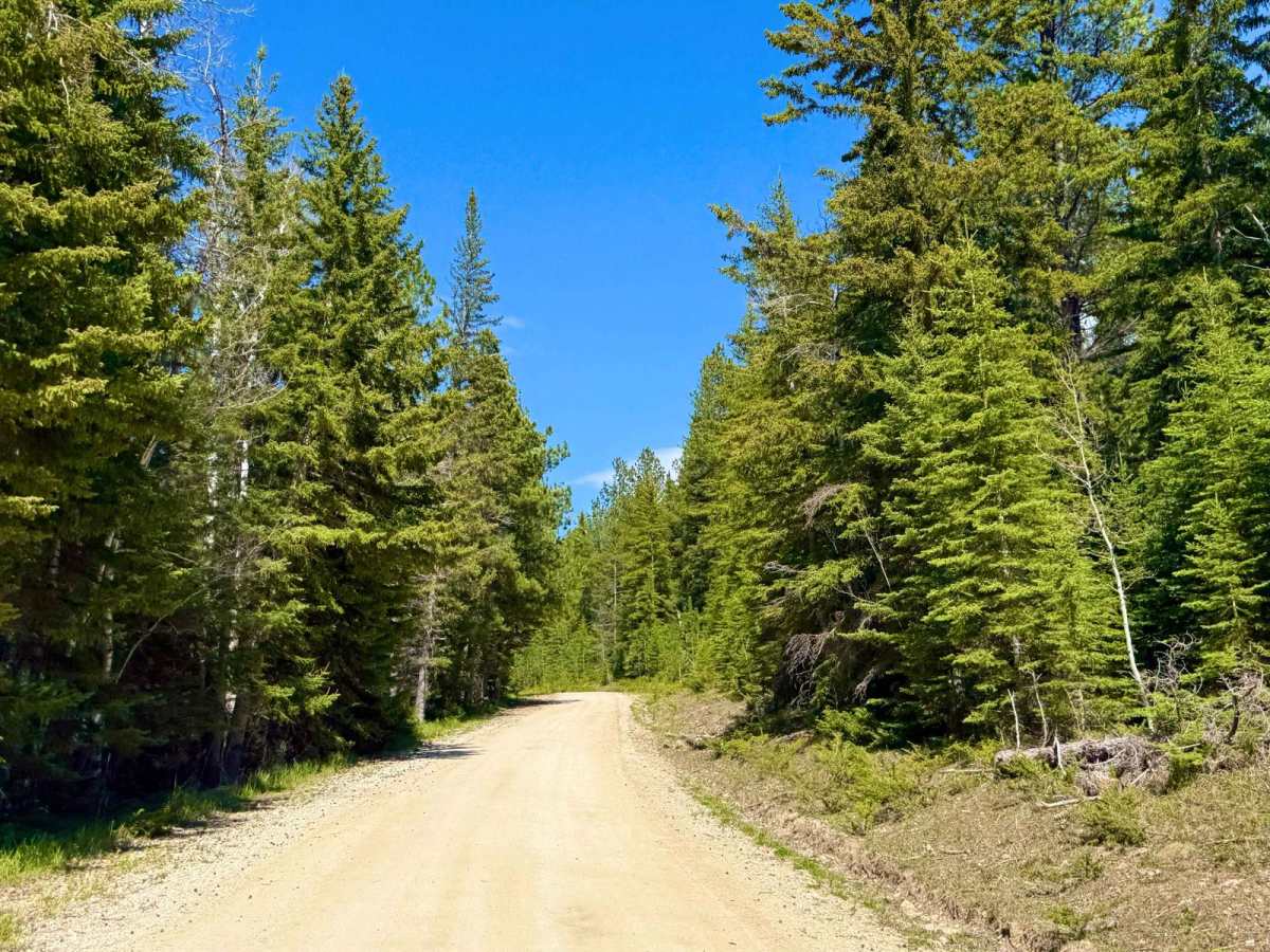Black Fox Camp Road - FS 233 photo 3