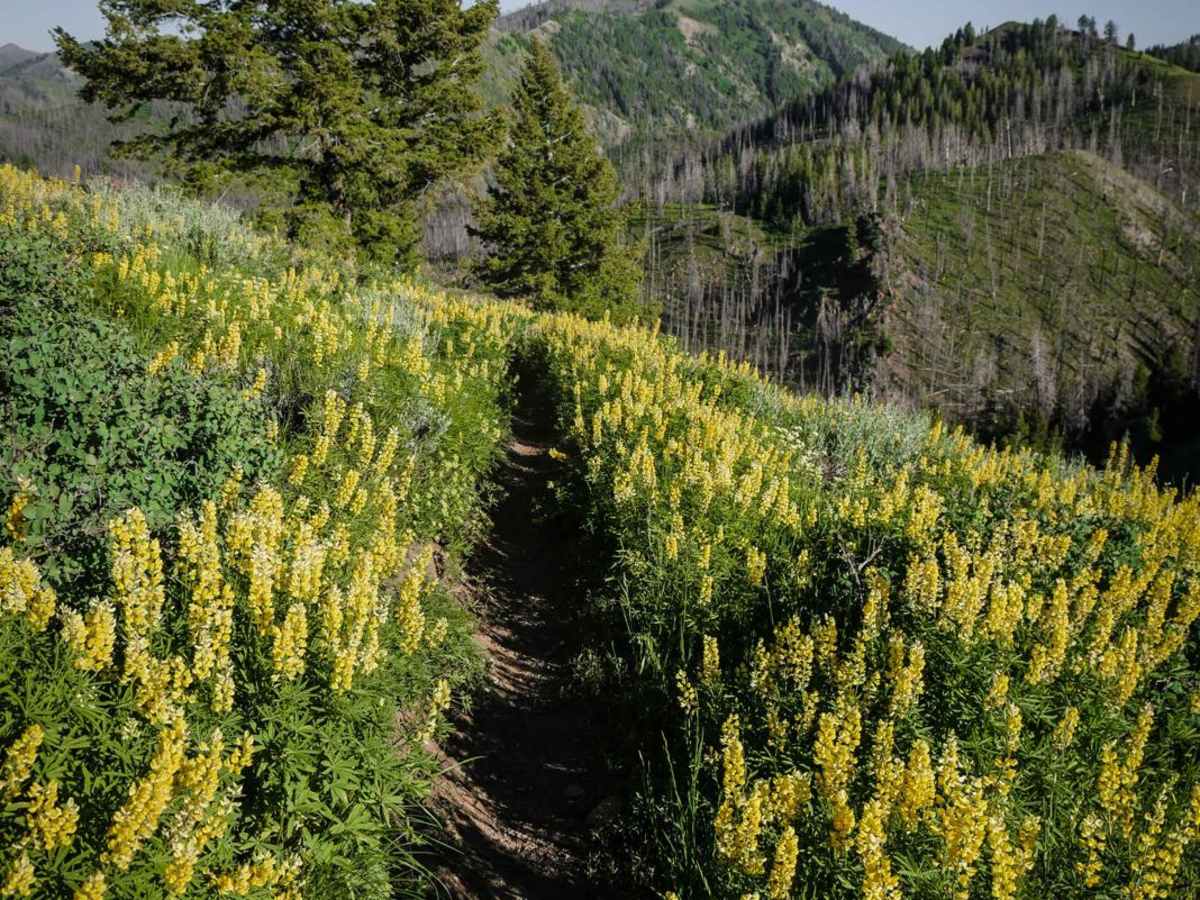 Lick Gulch photo 4