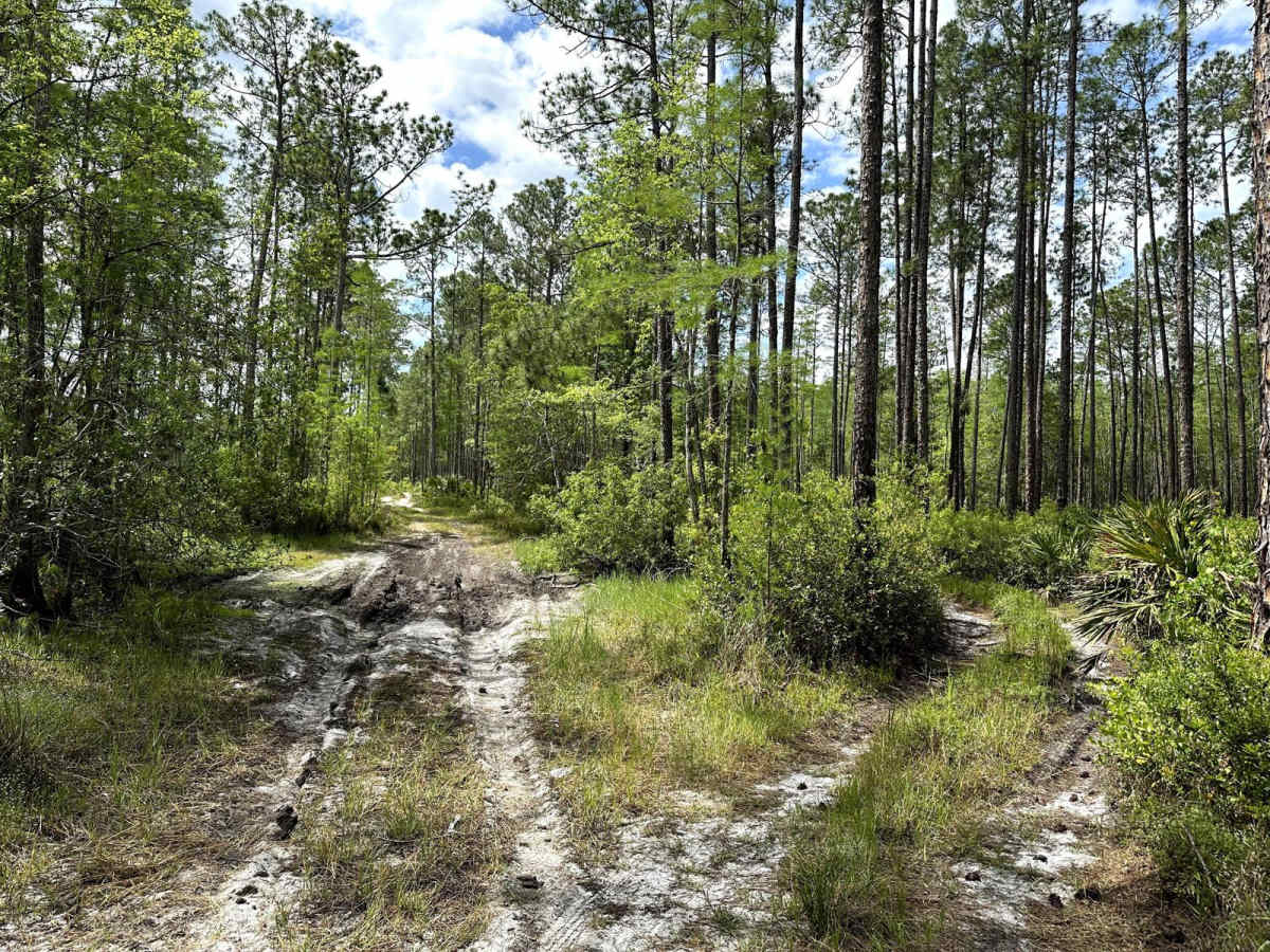 Richloam WMA Elmers Glue trail photo