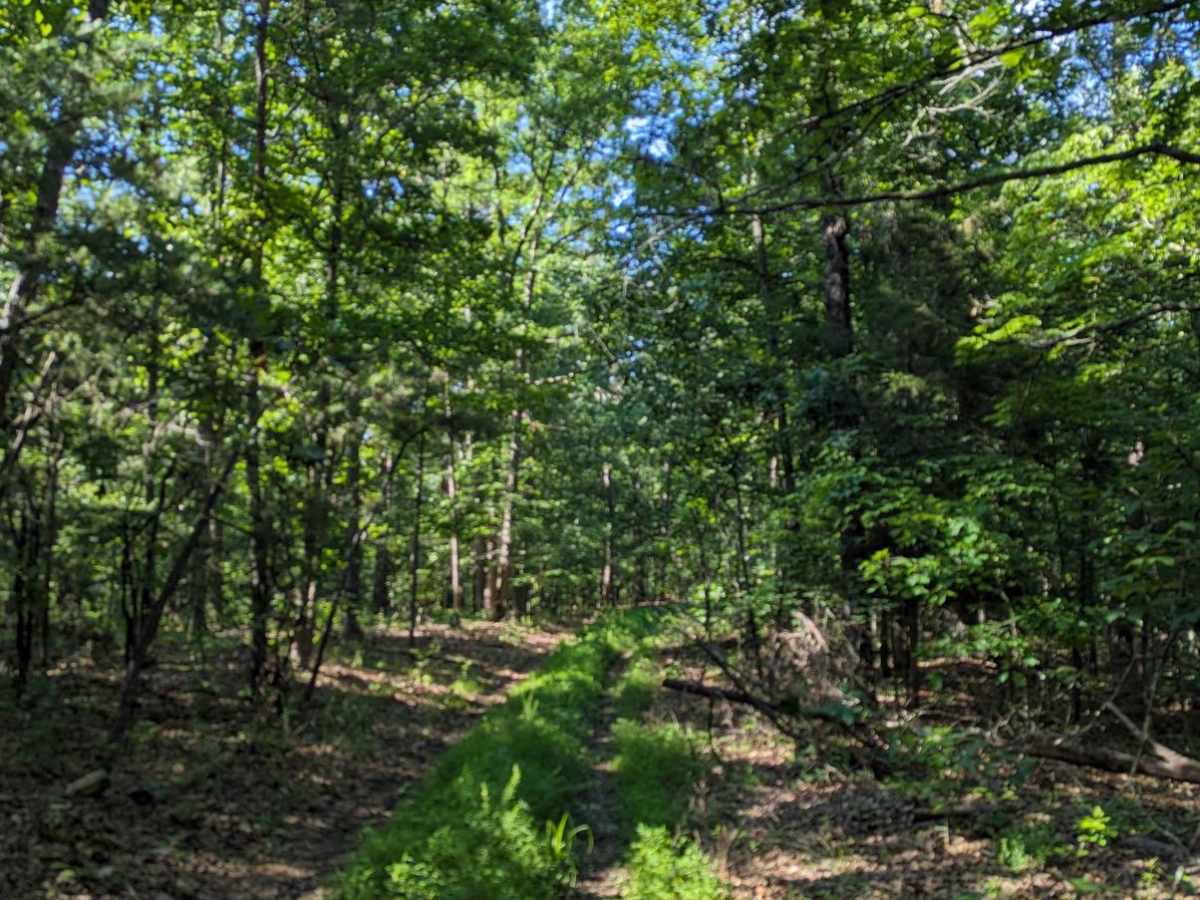 Little Brushy Ridge photo 4