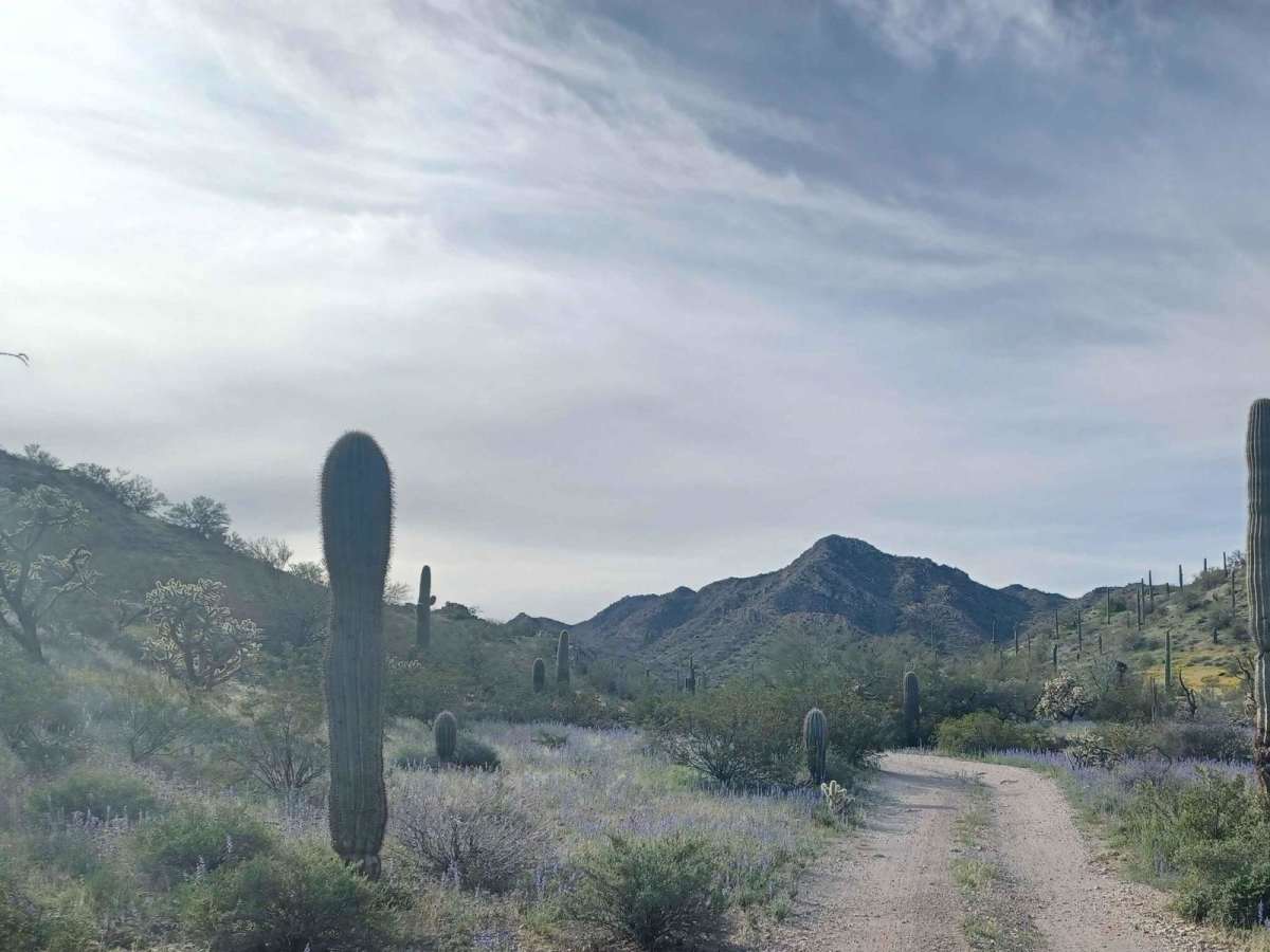 Hidden Camp photo 4