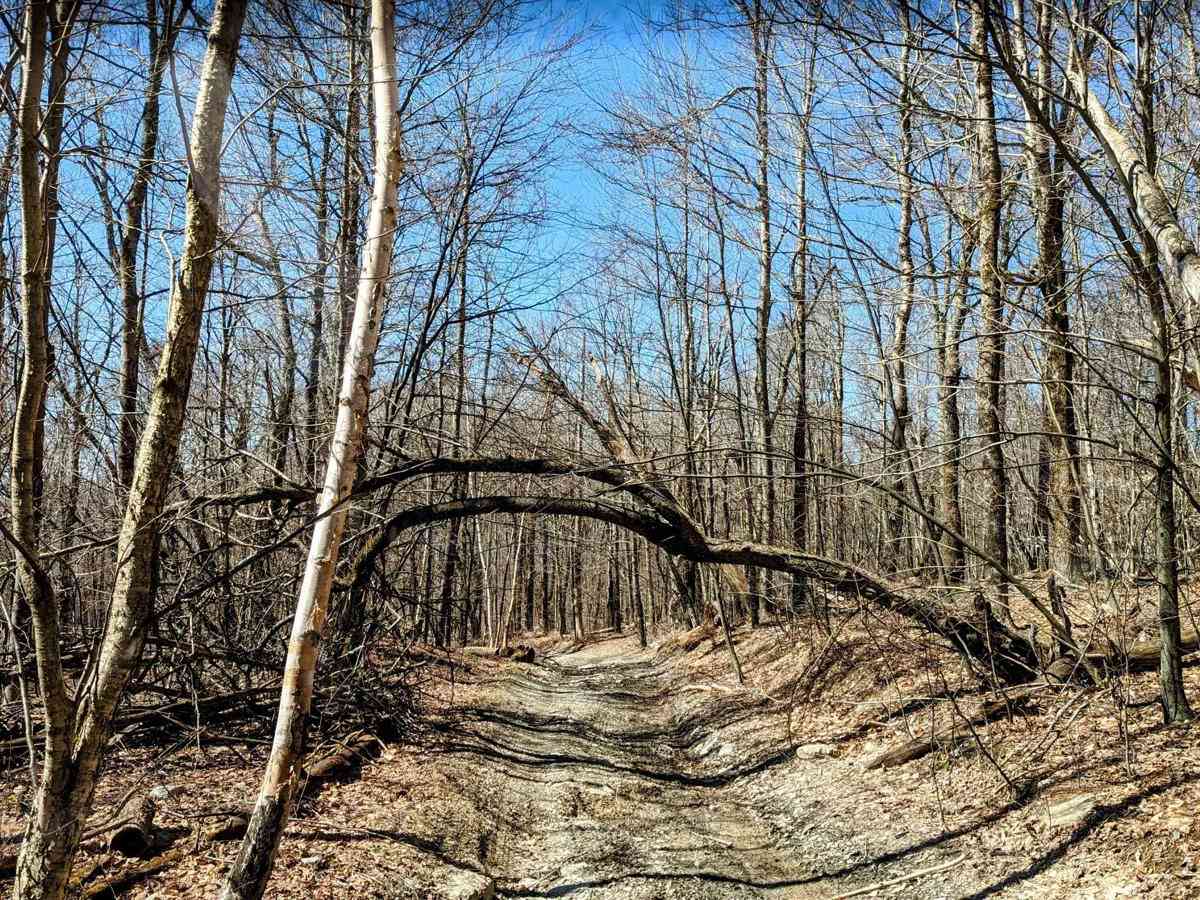 Rounds Mountain DEC Access Road photo 2